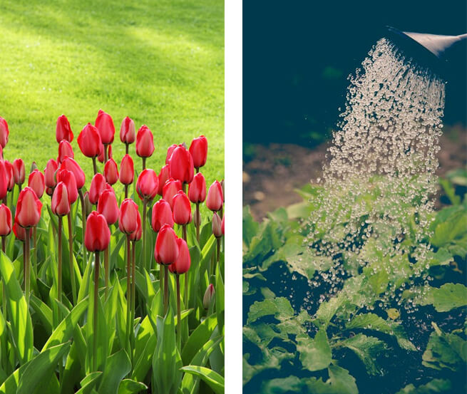 alte servicii pentru gradini